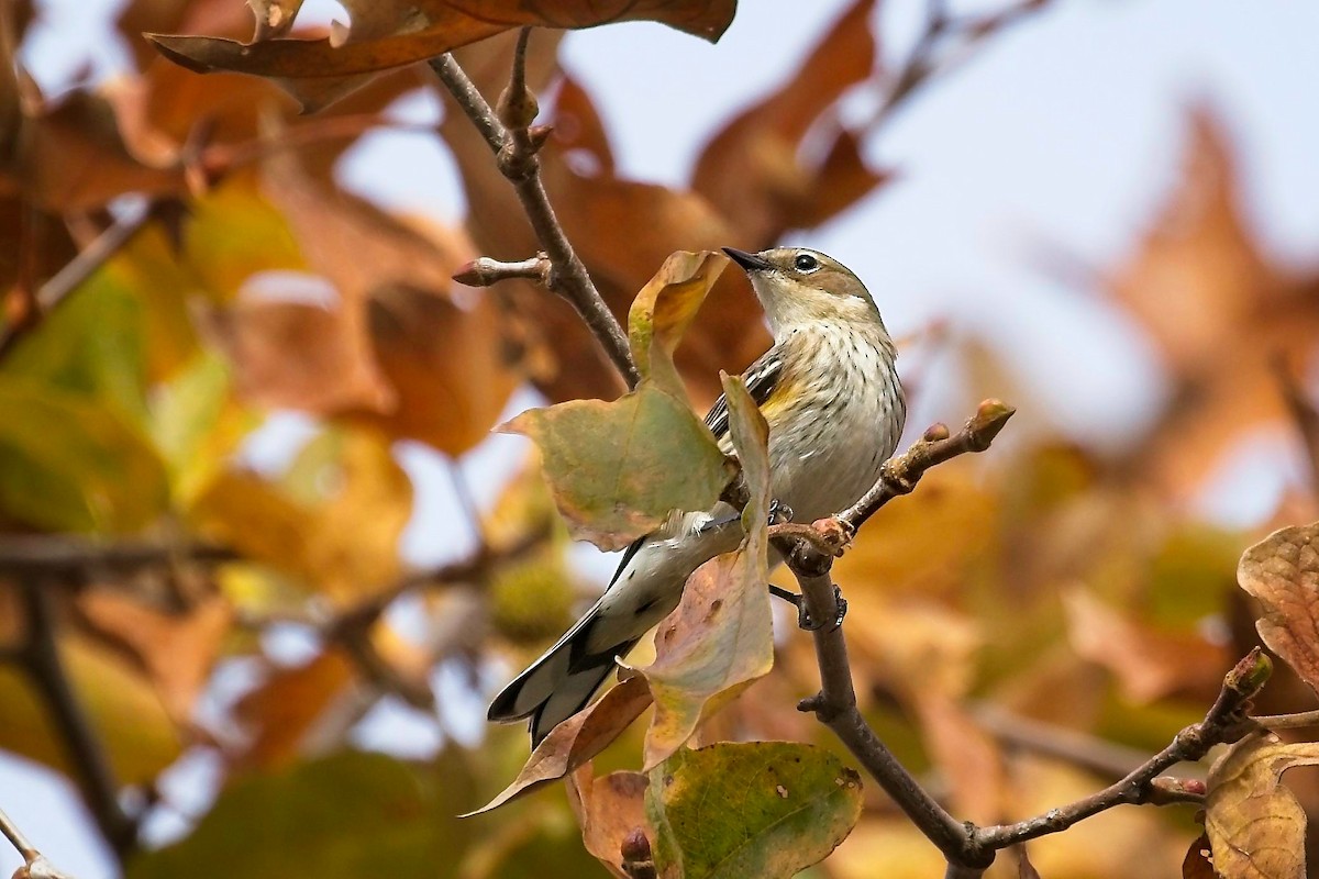 Yellow-rumped Warbler (Myrtle) - ML509818171