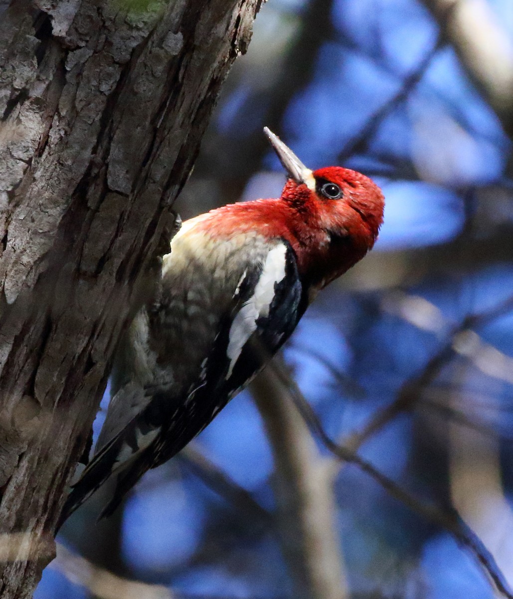 Red-breasted Sapsucker - ML509818231