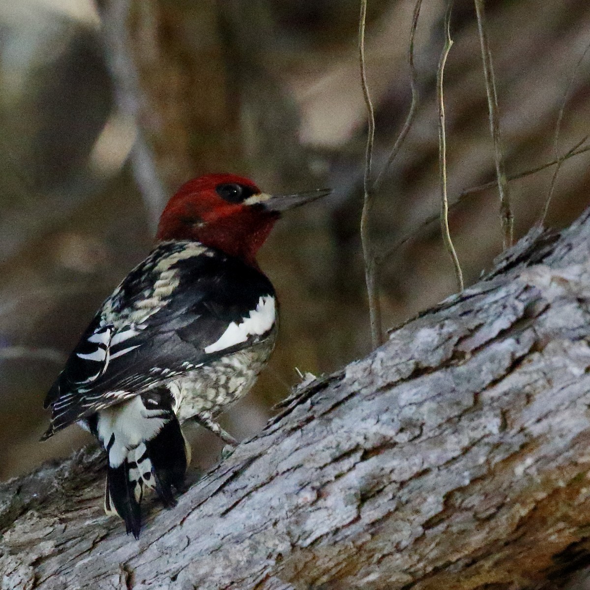 Red-breasted Sapsucker - ML509818371
