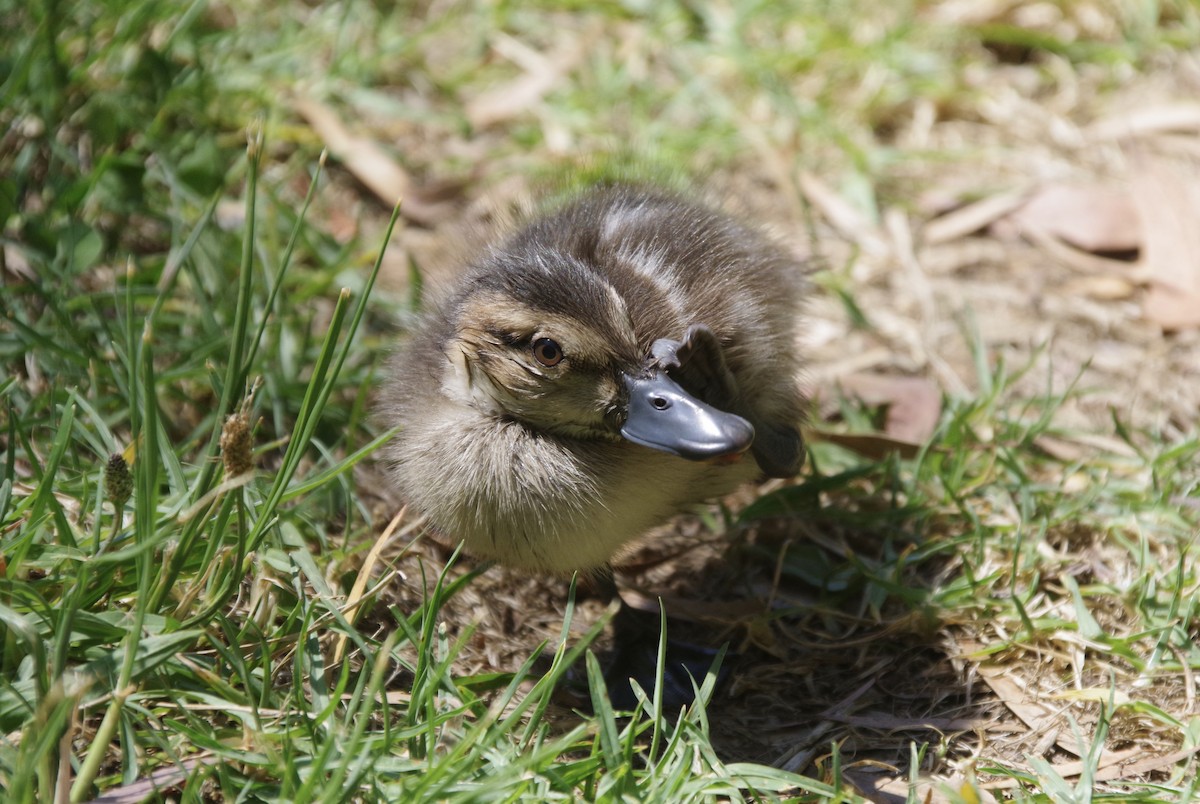 Chestnut Teal - ML509818401
