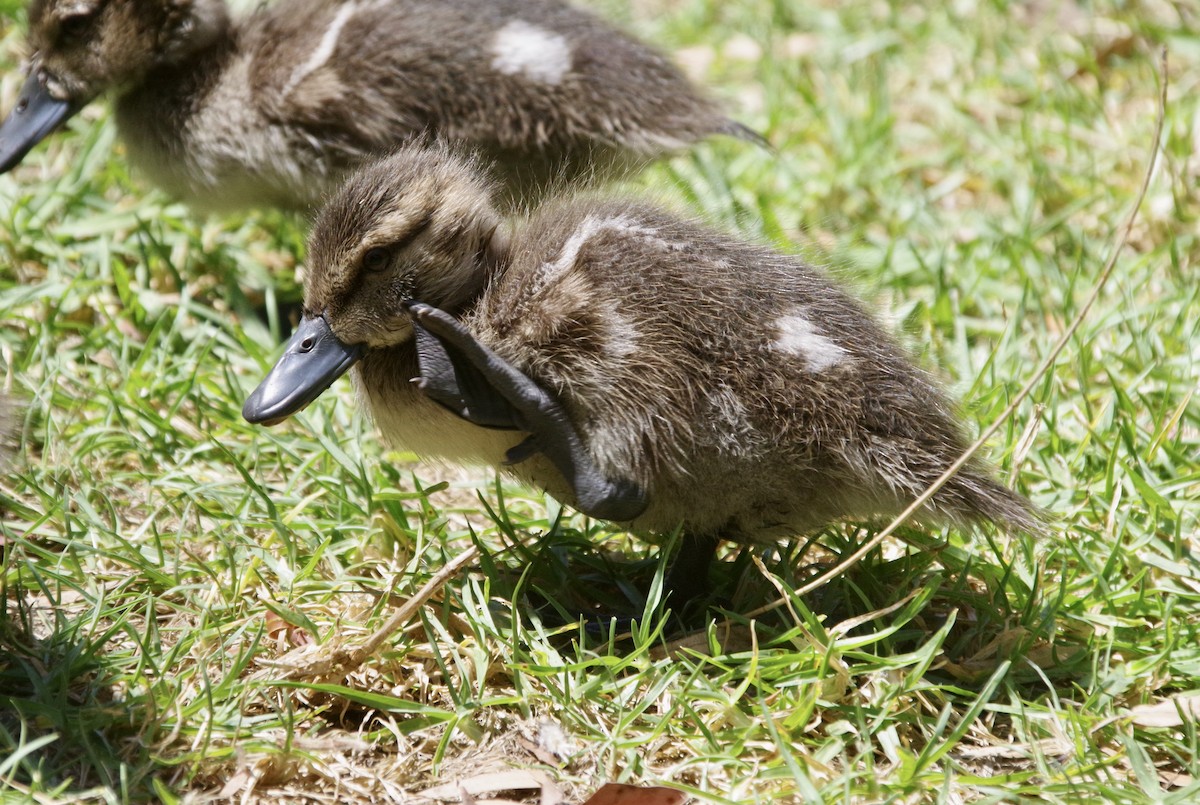 Chestnut Teal - ML509818411