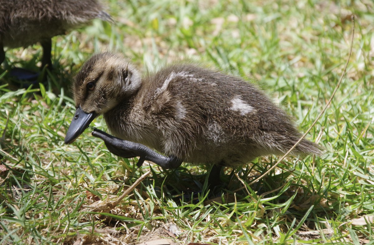 Chestnut Teal - ML509818421