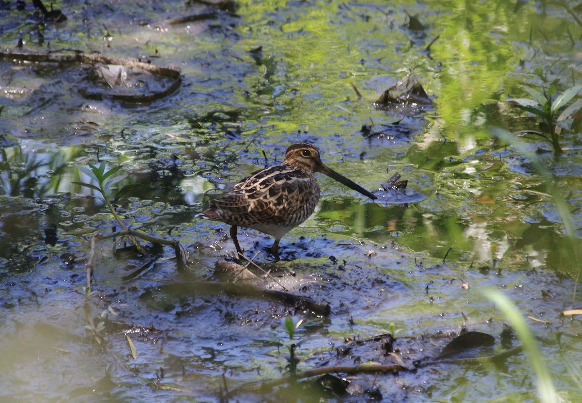 Latham's Snipe - ML509818471