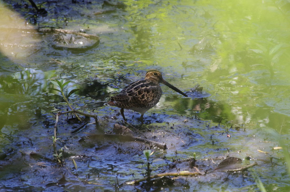 Latham's Snipe - ML509818481