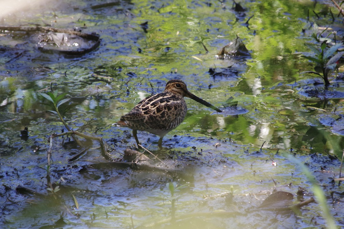 Latham's Snipe - ML509818491