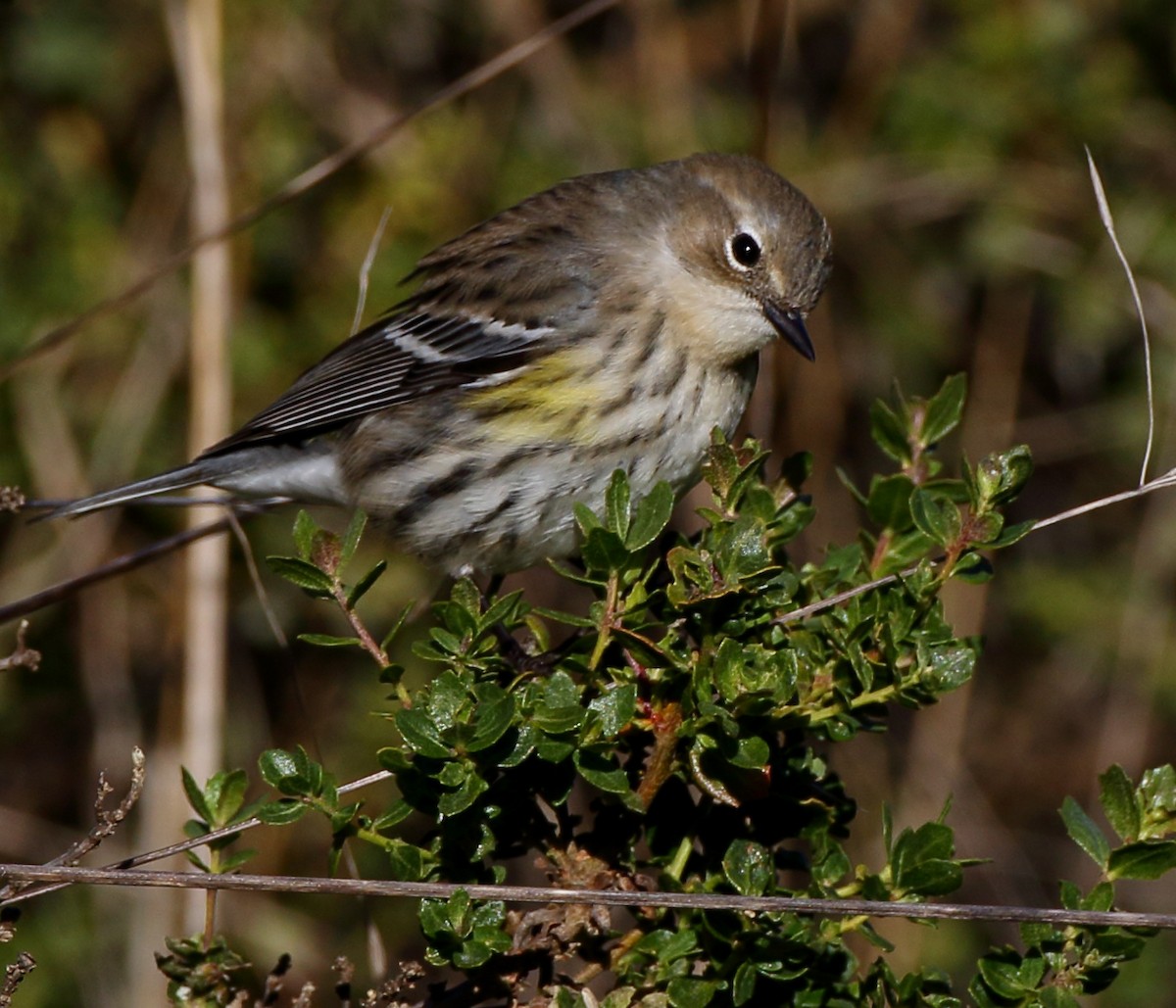 Yellow-rumped Warbler (Myrtle) - ML509819081