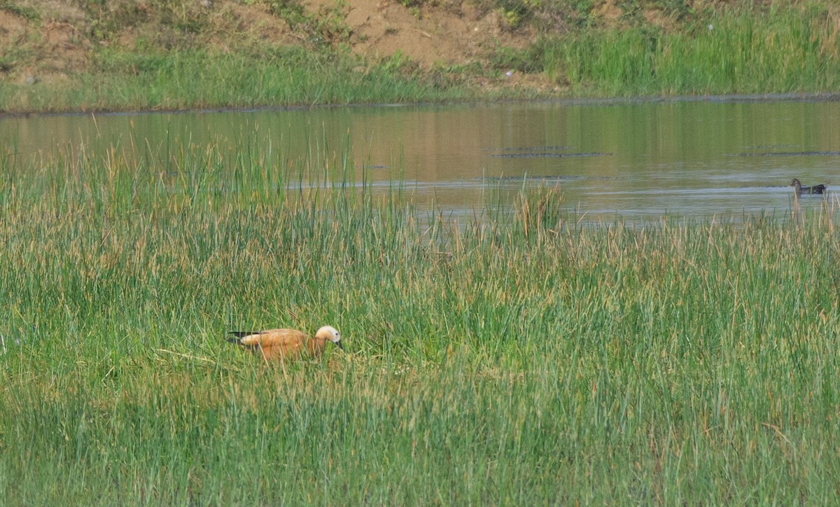 Ruddy Shelduck - Jabili - Tribesmen.in