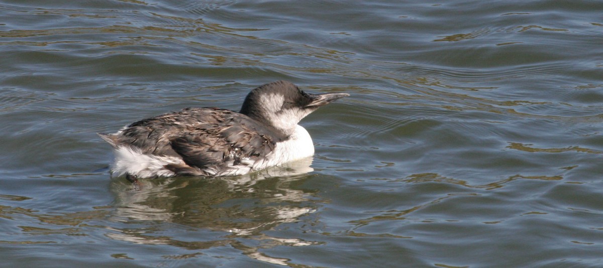 Common Murre - Robert Foppe