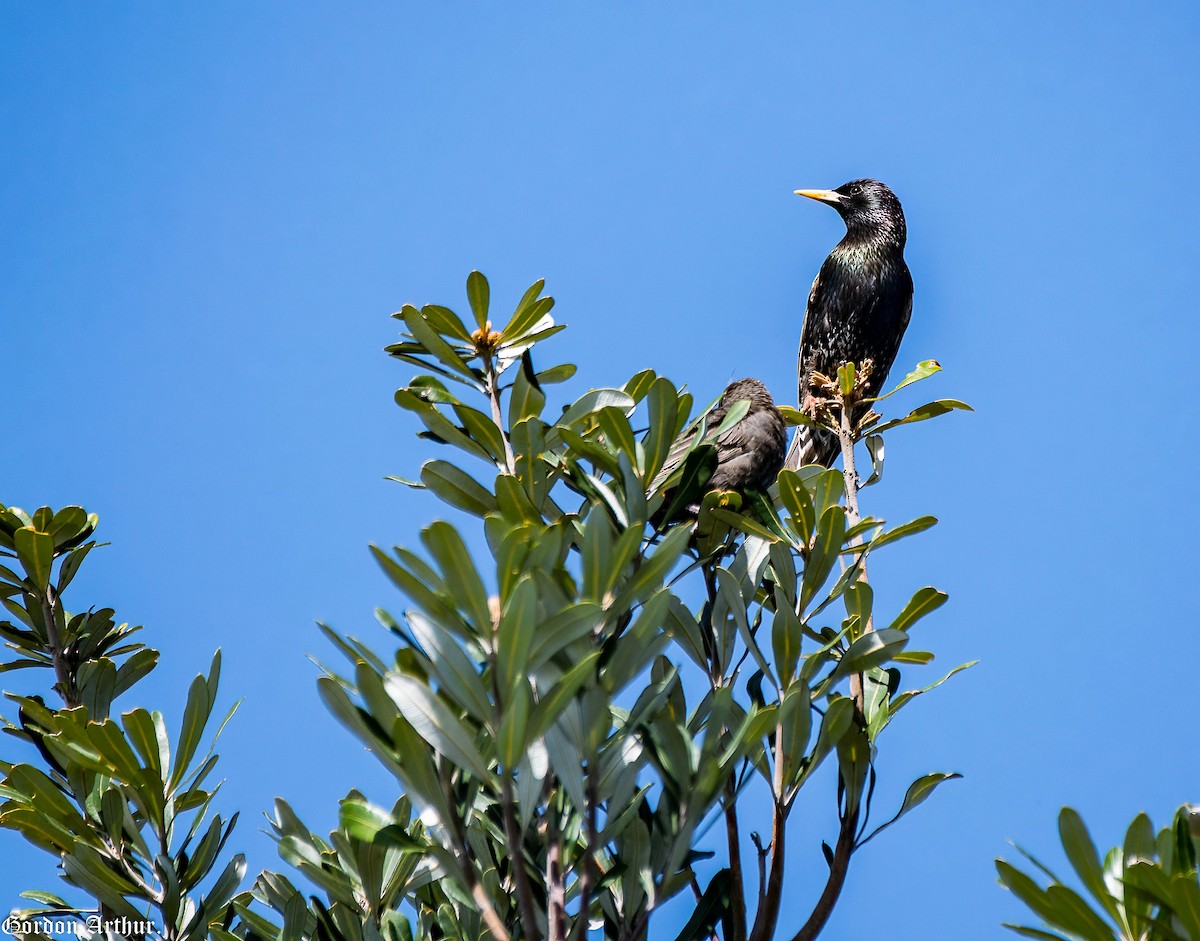 European Starling - ML509822711