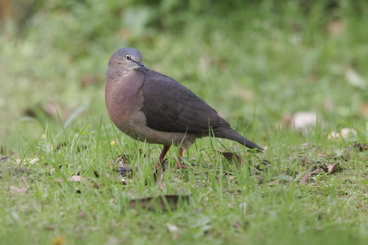 Tolima Dove - ML509824251