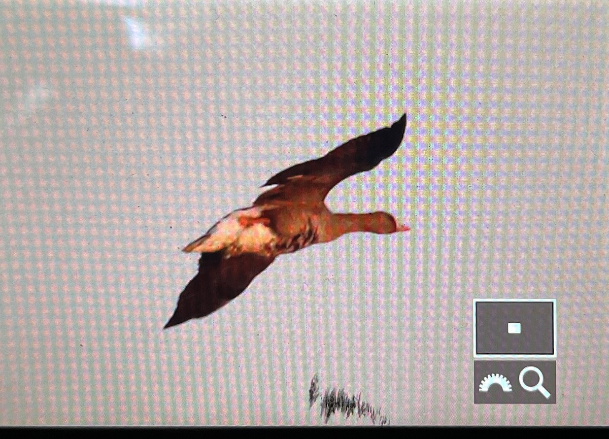 Greater White-fronted Goose - ML509824601