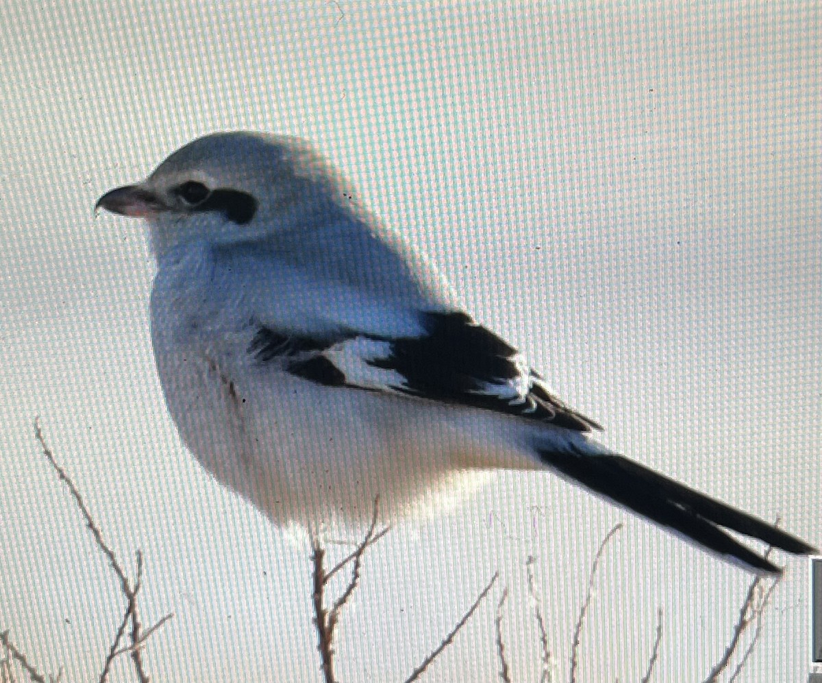 Great Gray Shrike - ML509824711