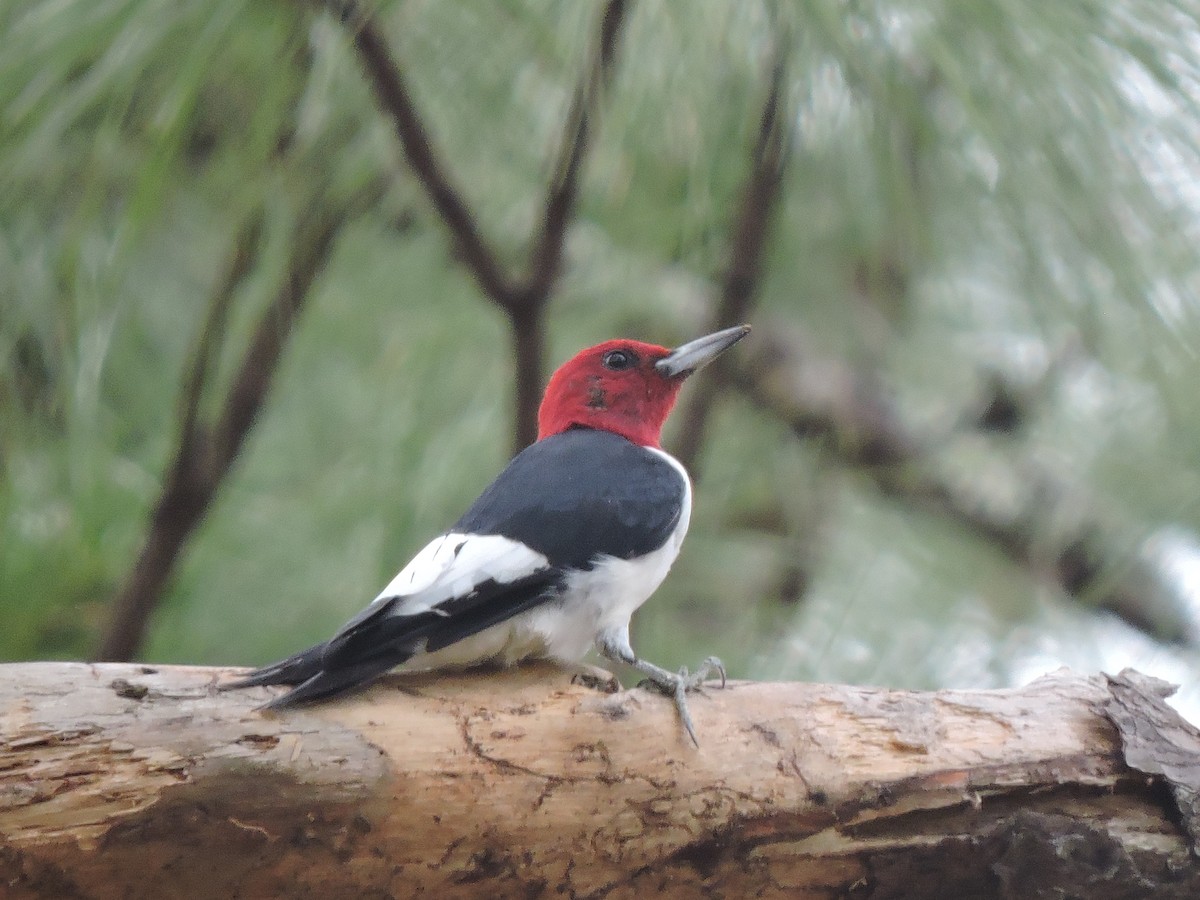 Red-headed Woodpecker - ML50982591