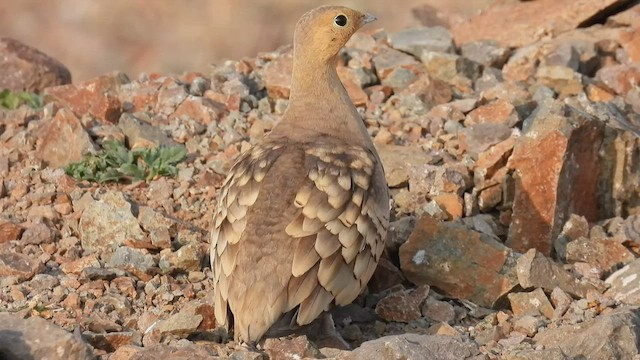 Chestnut-bellied Sandgrouse - ML509826111