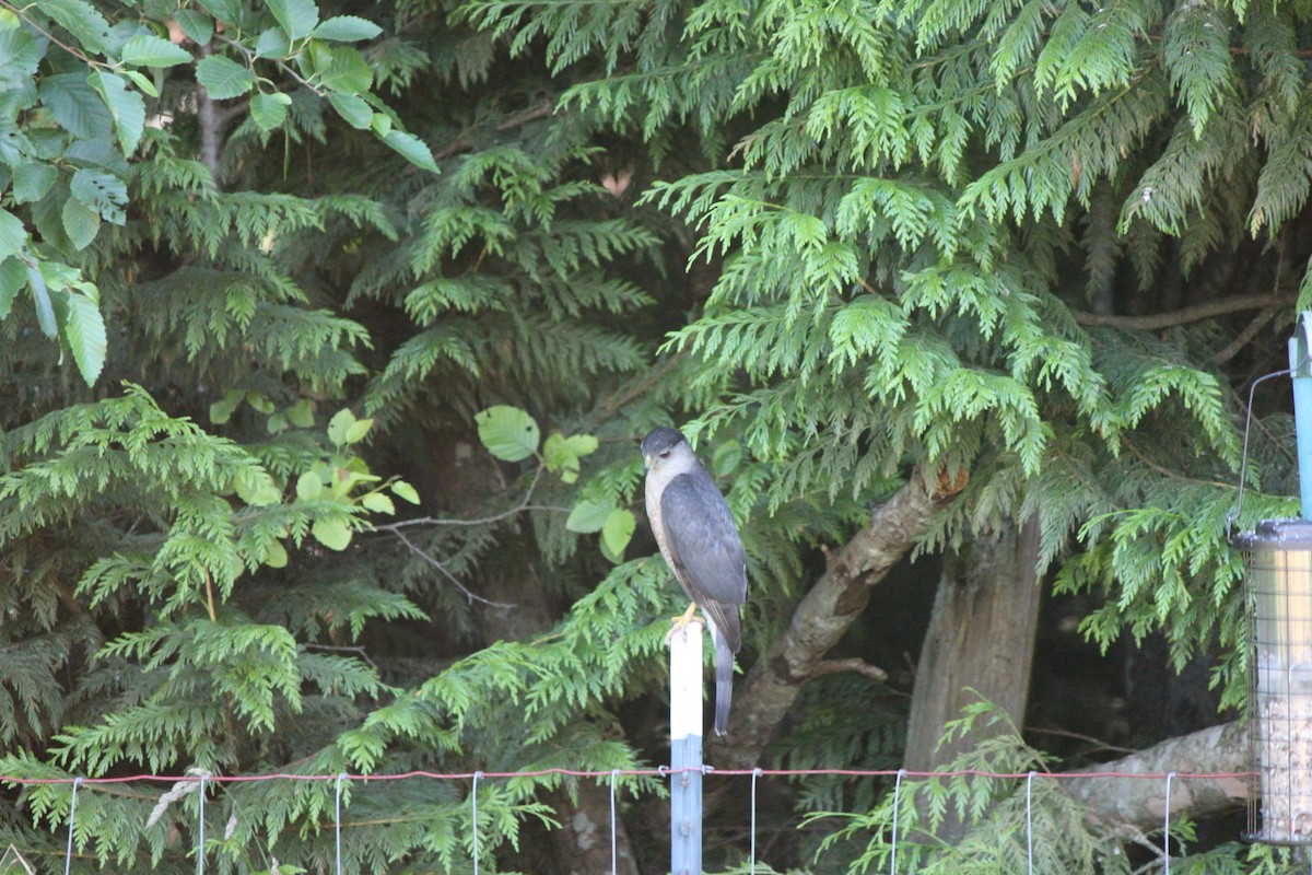 Cooper's Hawk - ML50982631