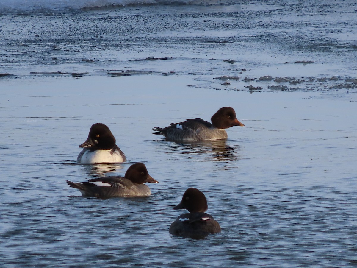 Common Goldeneye - ML509826381