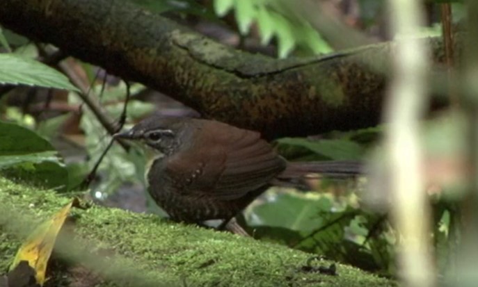 Brustflecktapaculo - ML509827121