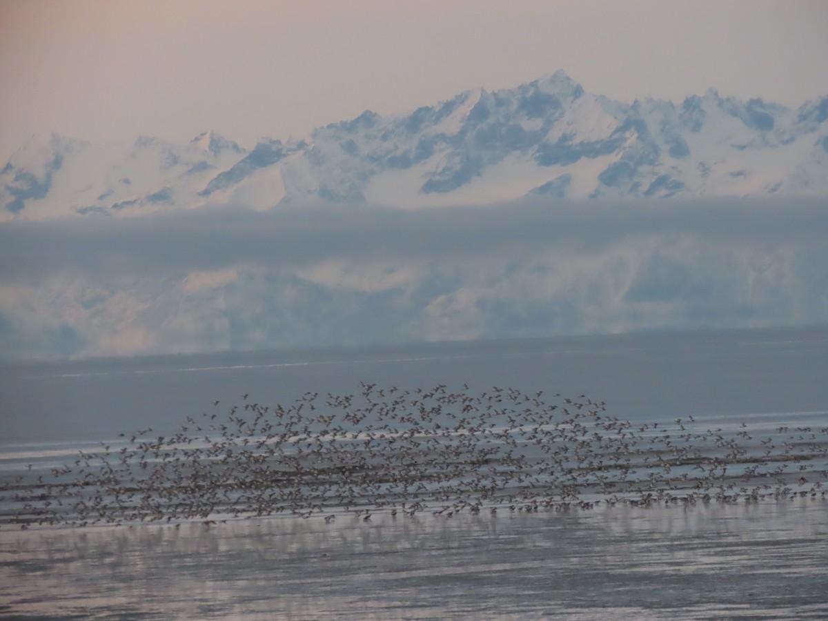 Beringstrandläufer - ML509829311