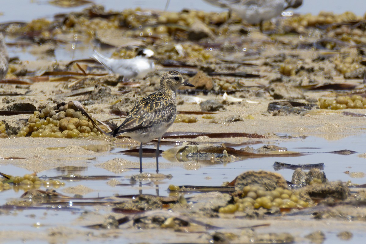 Pacific Golden-Plover - Andreas Heikaus