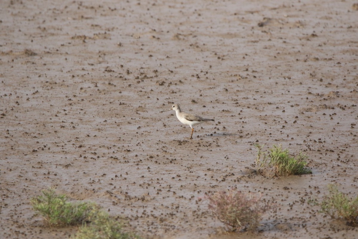 Terekwasserläufer - ML509831081