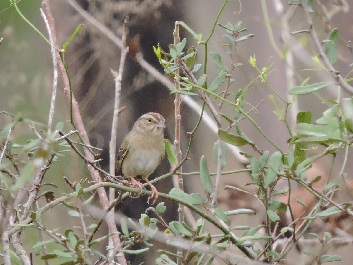 Bachman's Sparrow - ML50983261