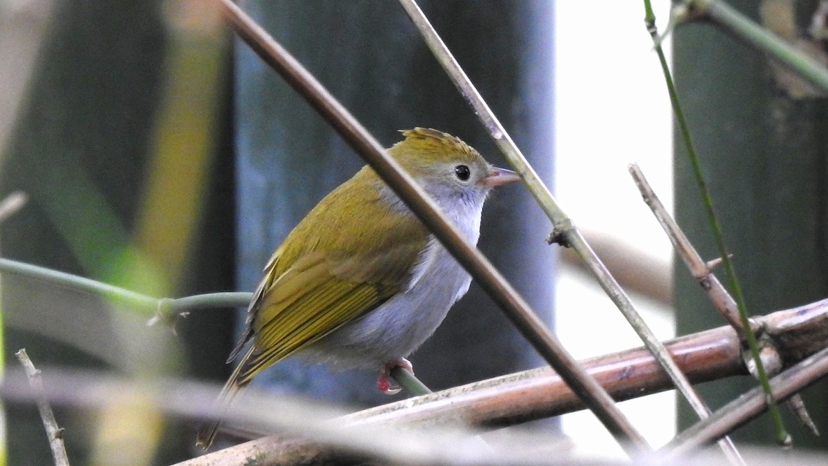 Yuhina Ventriblanca - ML509832731