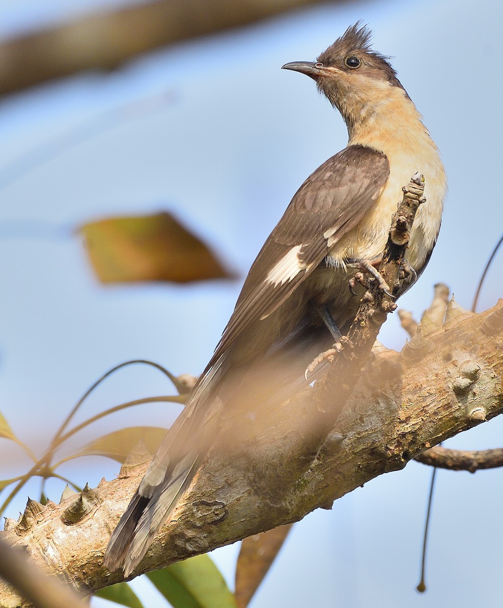 Pied Cuckoo - ML509835281