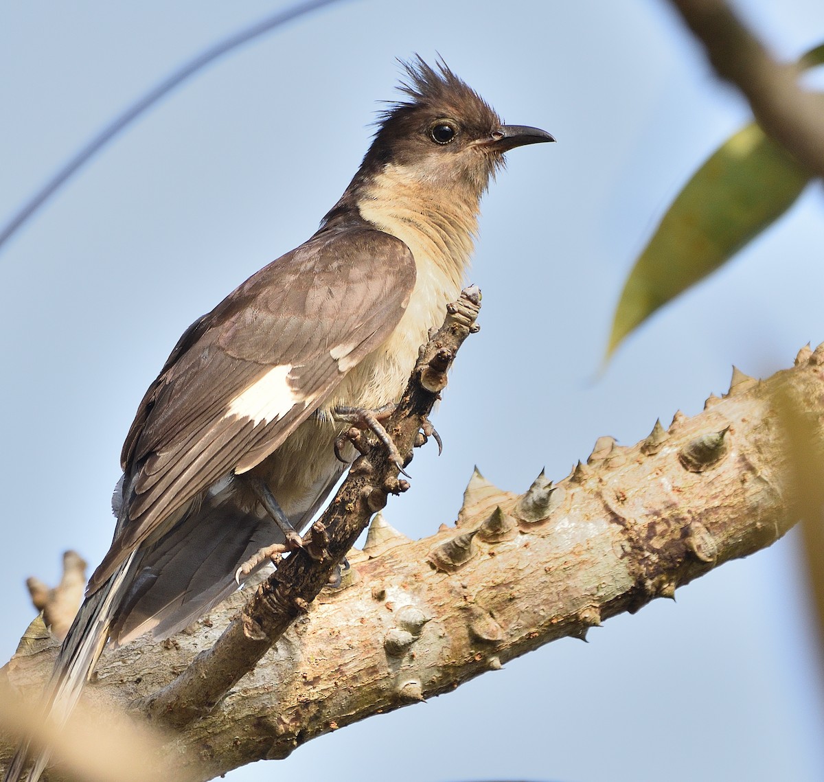 Pied Cuckoo - ML509835291