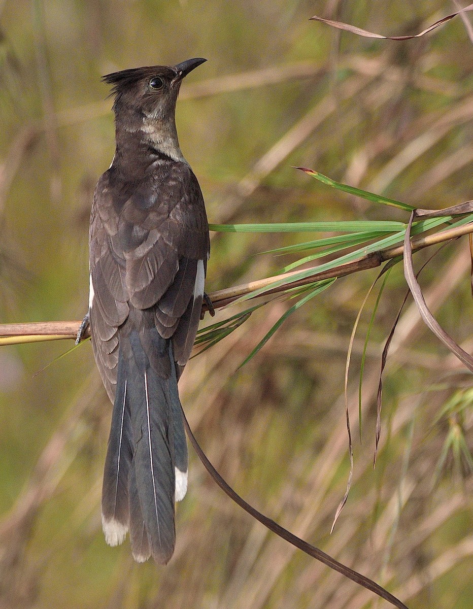 Pied Cuckoo - ML509835351