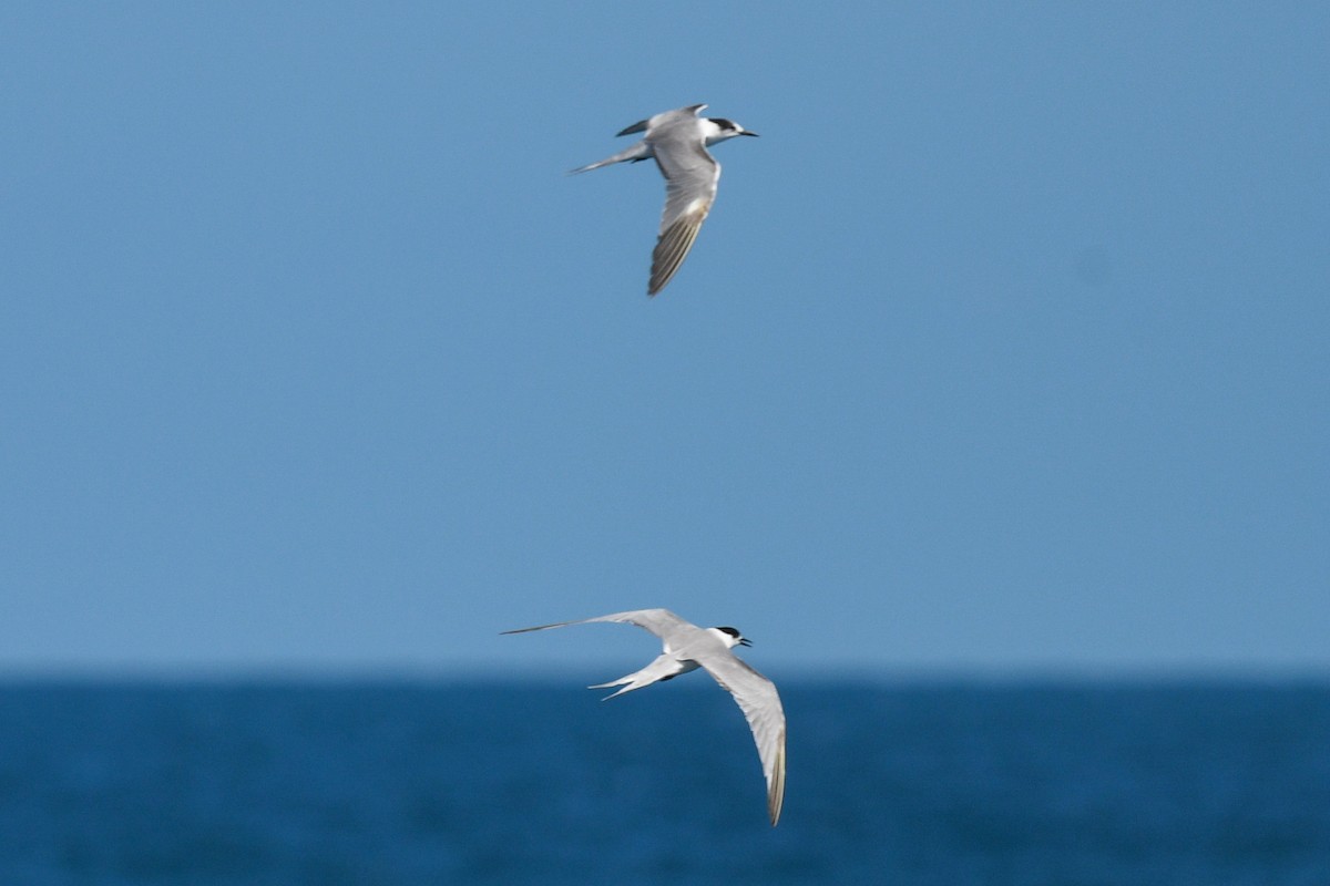 Common Tern - ML509835561