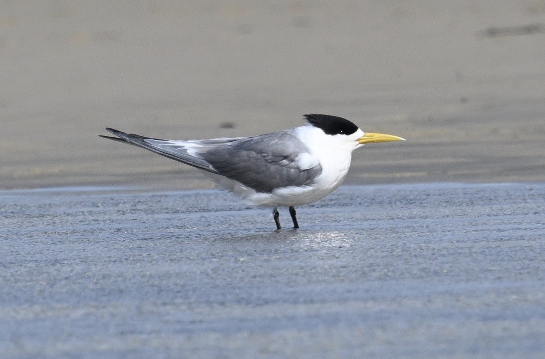 Great Crested Tern - ML509838321