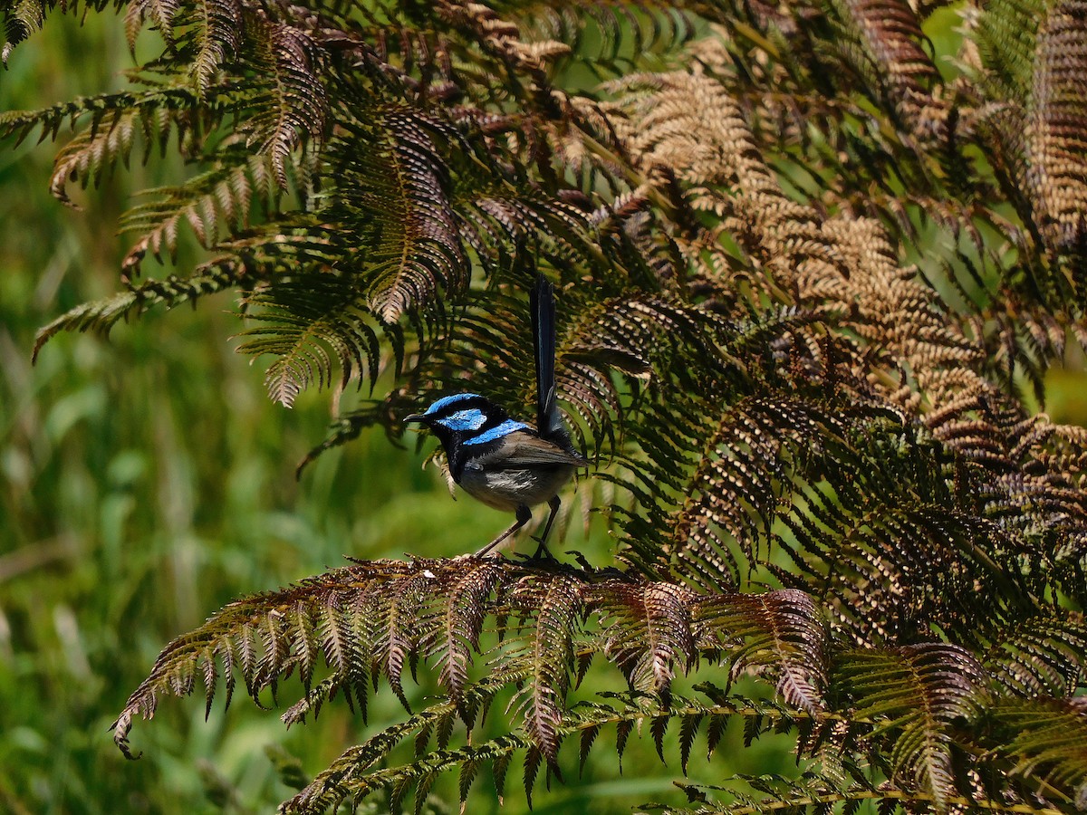 Superb Fairywren - George Vaughan