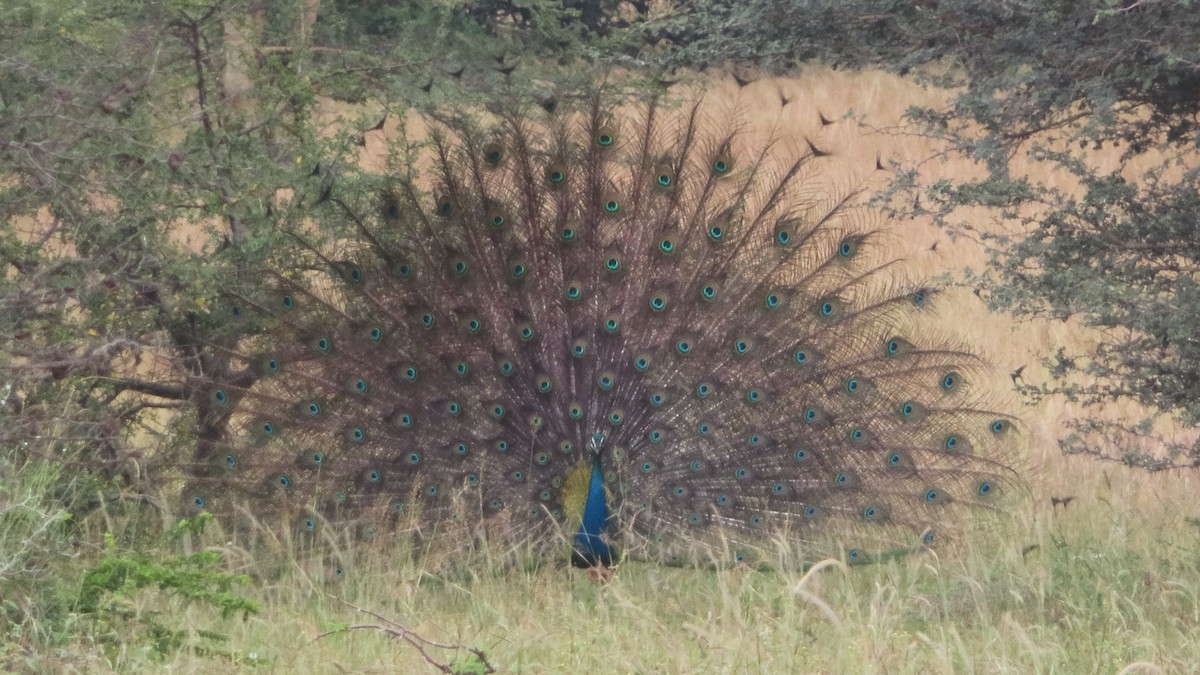 Indian Peafowl - ML509839281