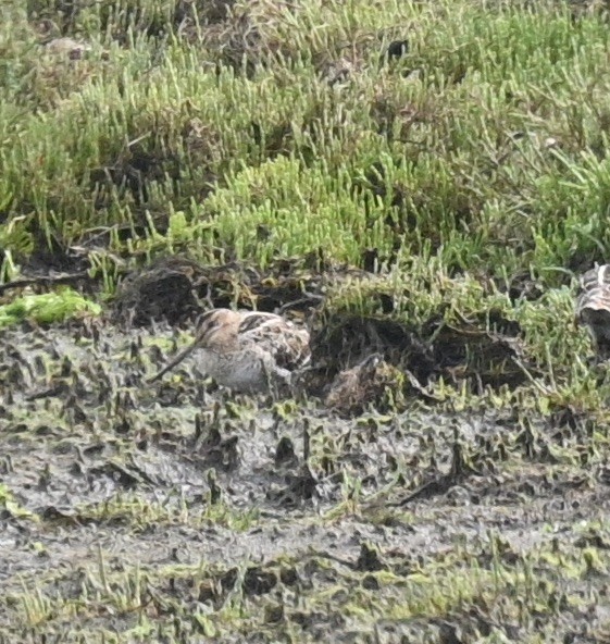 Latham's Snipe - ML509839291