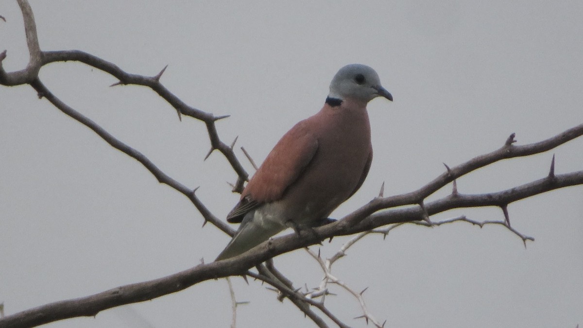Red Collared-Dove - ML509839421