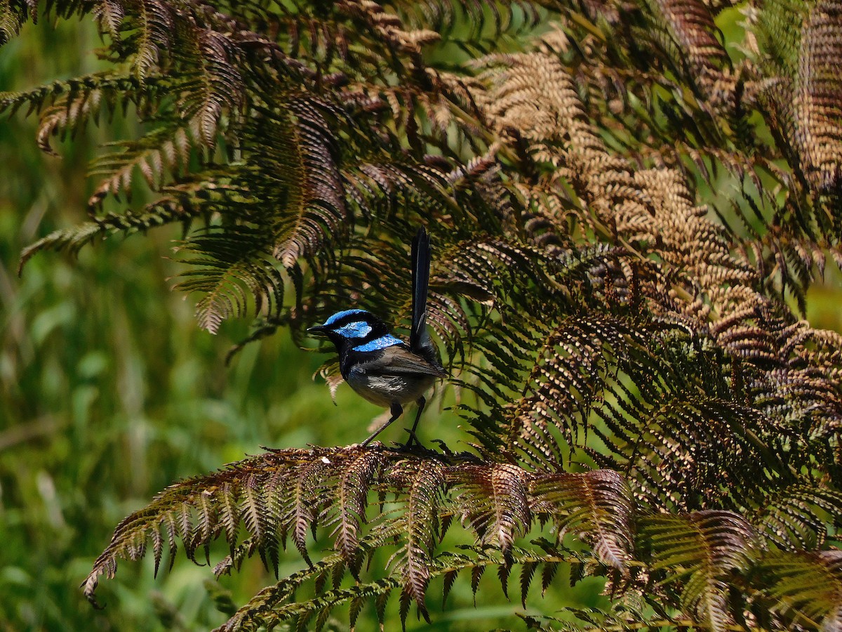 Superb Fairywren - ML509839491