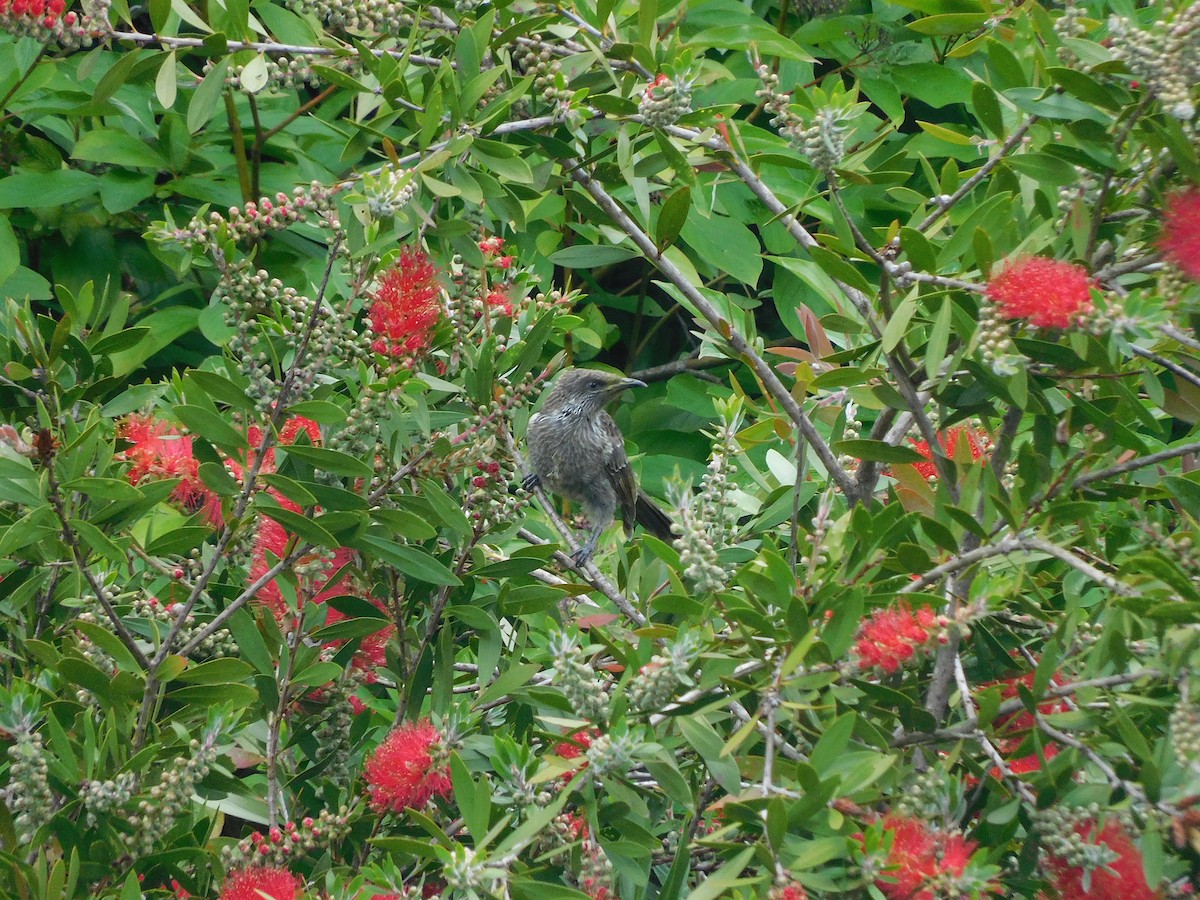 Little Wattlebird - ML509841161