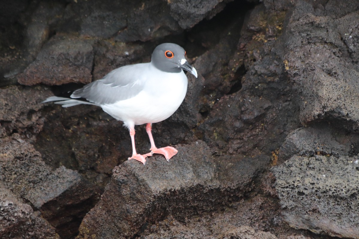 Gaviota Tijereta - ML509841481