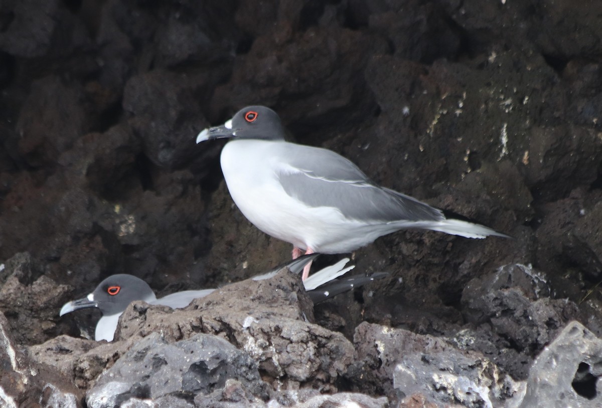 Swallow-tailed Gull - ML509841511