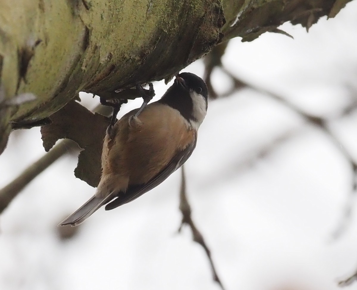 Coal Tit (Continental) - ML509843231