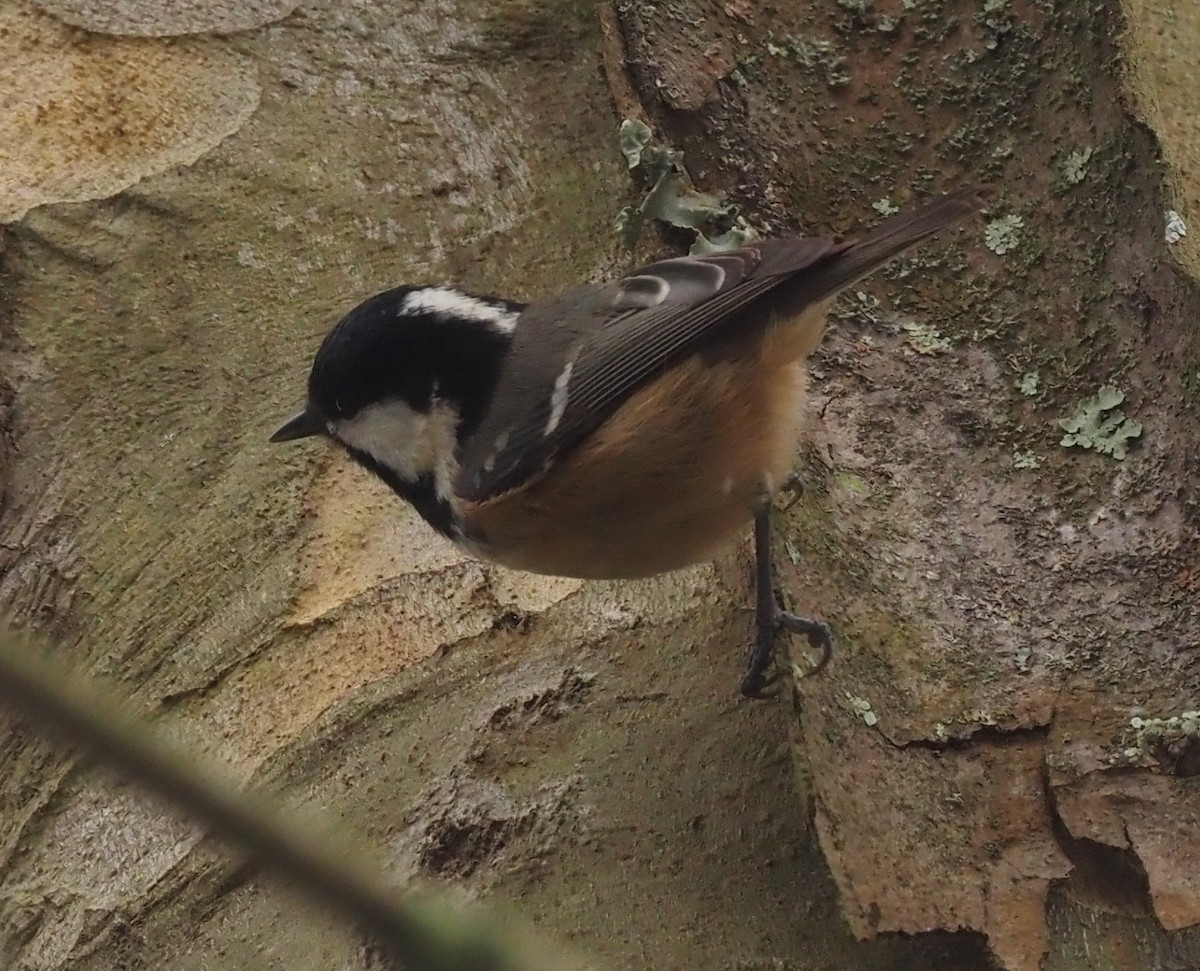 Coal Tit (Continental) - ML509843571