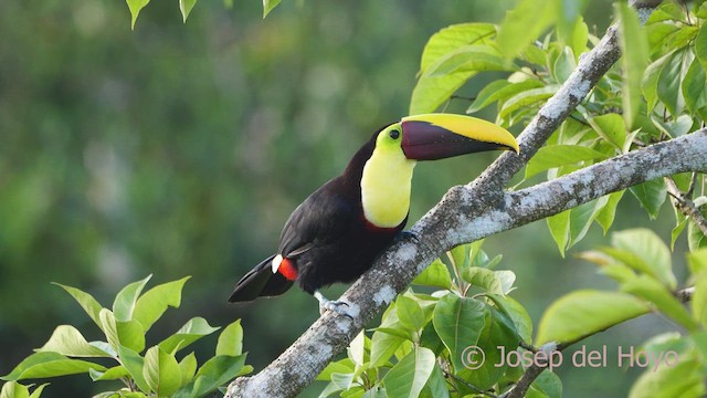 Yellow-throated Toucan - ML509843841