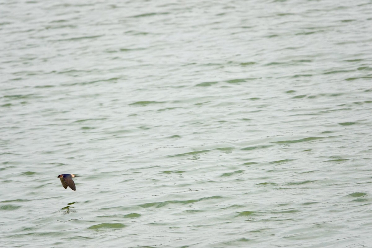 Red-rumped Swallow - Lam Chan