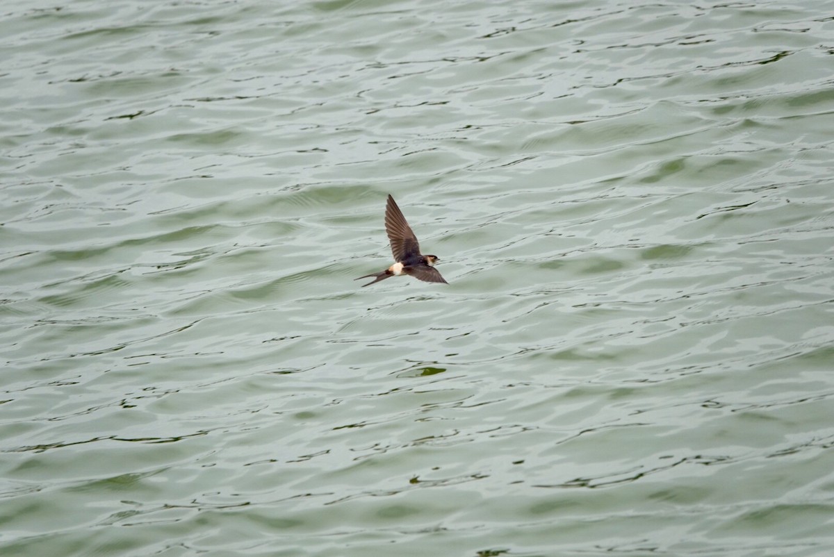 Red-rumped Swallow - ML509844231