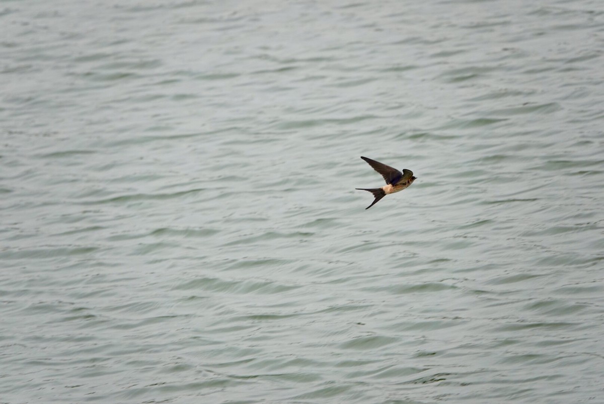 Red-rumped Swallow - ML509844241
