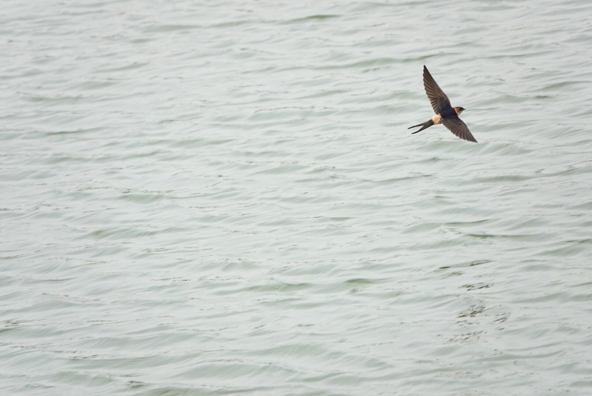 Red-rumped Swallow - ML509844251