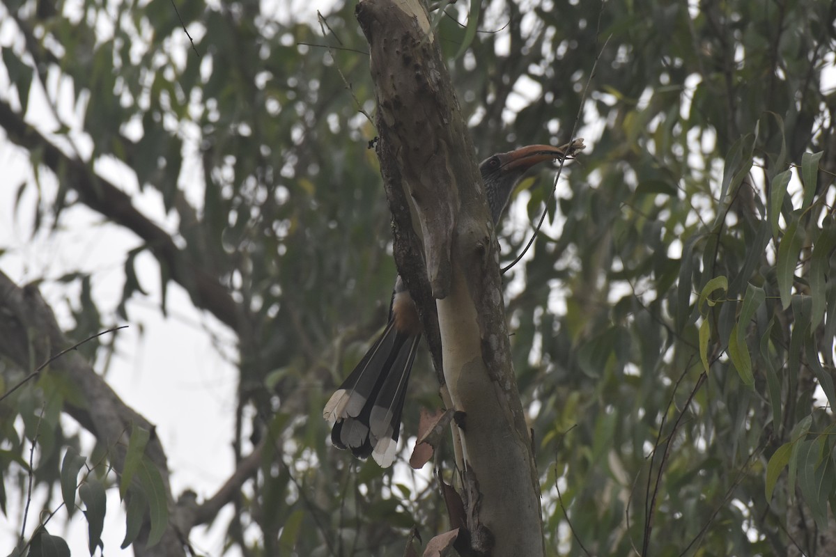 Malabar Gray Hornbill - ML509845681