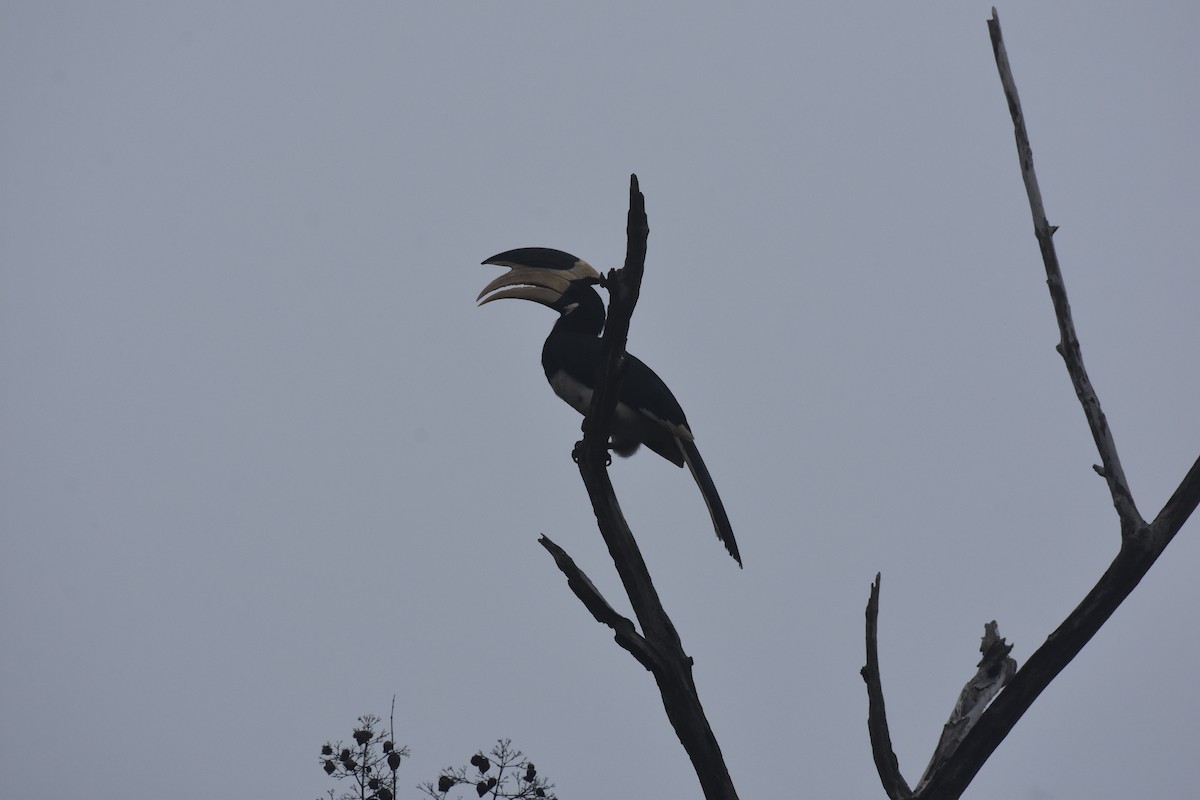 Malabar Pied-Hornbill - ML509846251