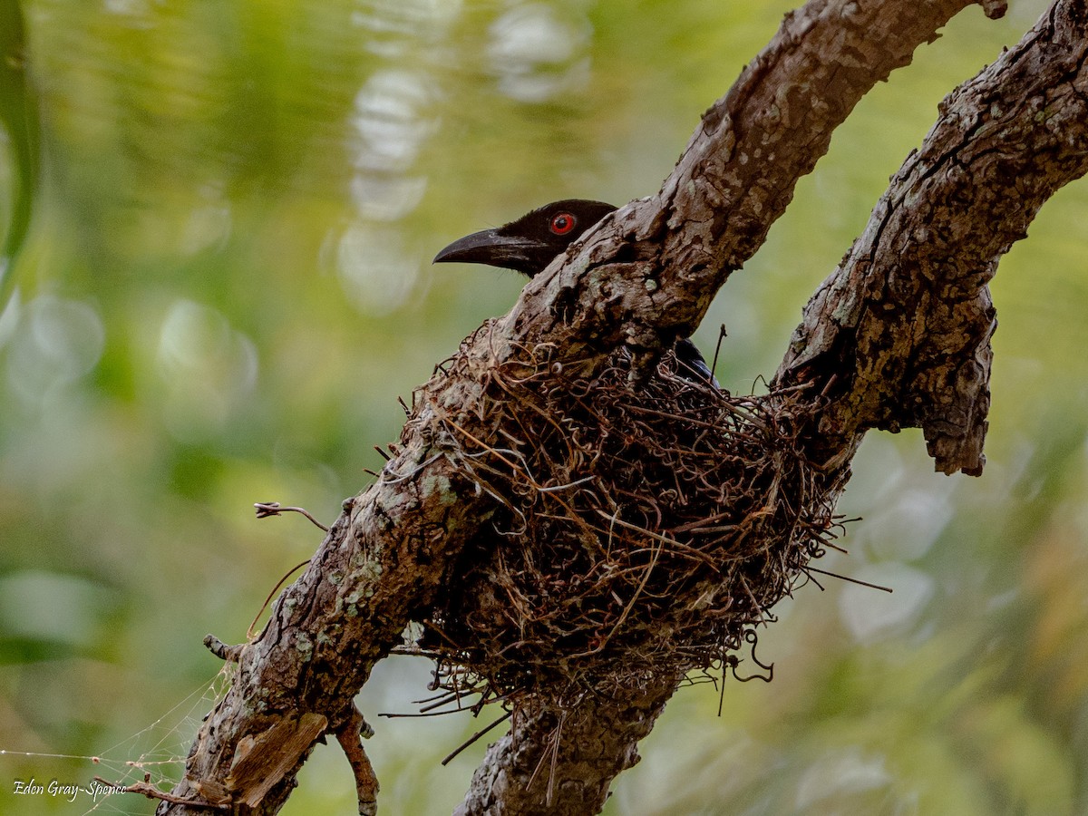 Drongo Escamoso - ML509847621