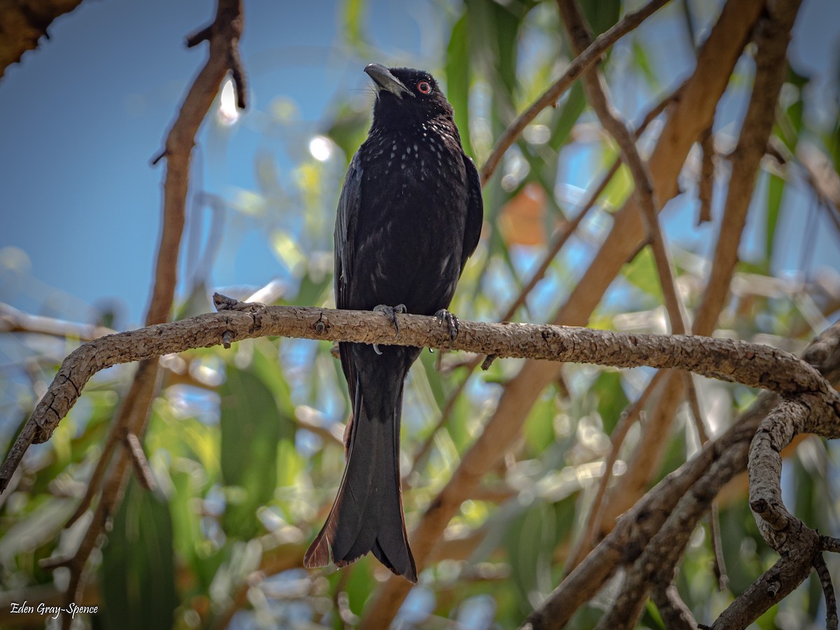 Drongo Escamoso - ML509847631